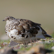 Bird of the week image