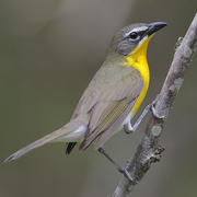 Bird of the week image