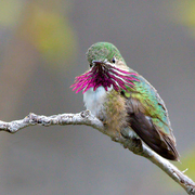 Bird of the week image